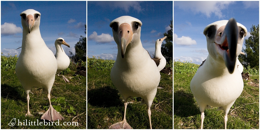 Little-bird-photography_123 Laysan albatross oahu photographer