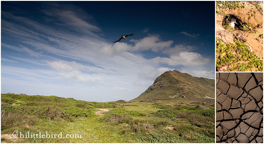 Little-bird-photography_127 oahu photographer kids hike kaena