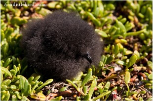 hawaii seabird photography on popoia