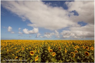 northshore sunflowers