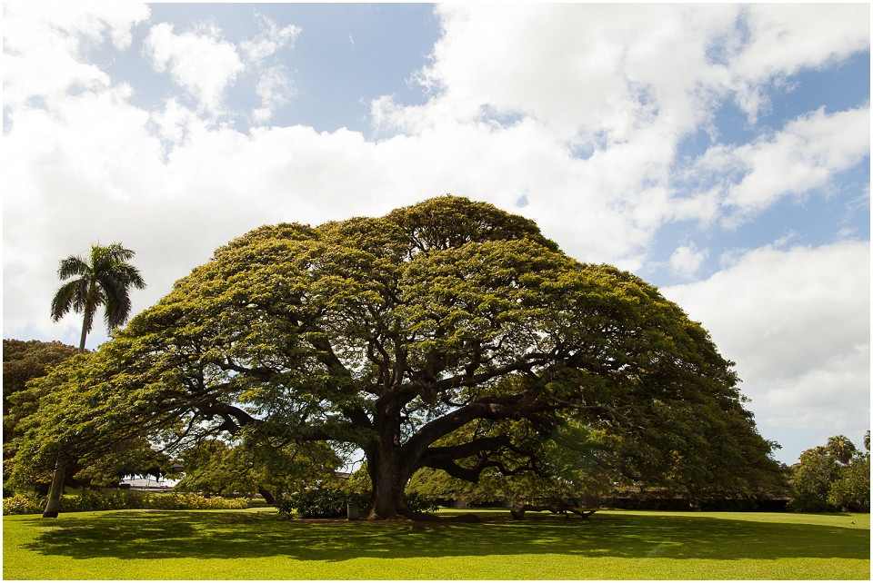 Hitachi Tree