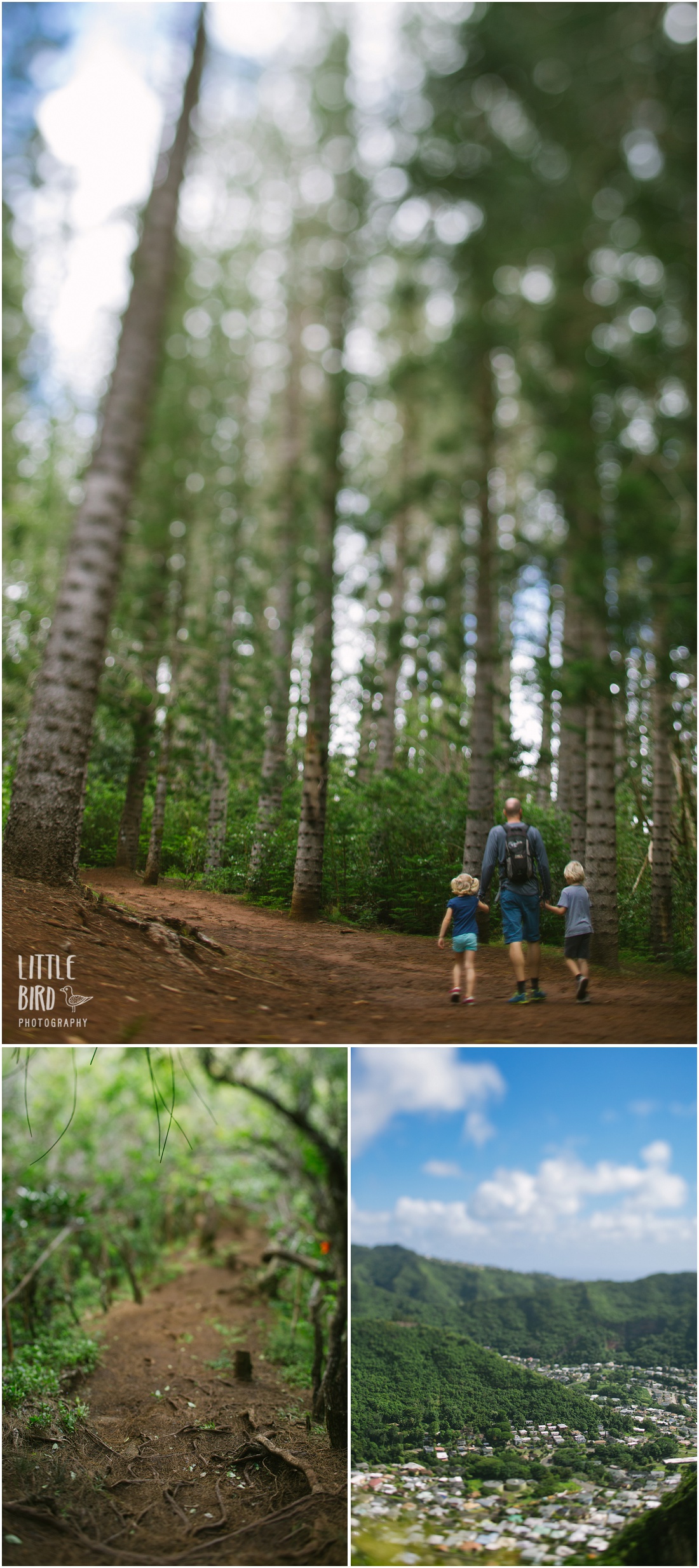 friendly hikes waahila ridge oahu kid friendly hikes 187 oahu family photography by bird friendly hikes waahila ridge oahu kid friendly hikes 187 oahu family photography by bird
