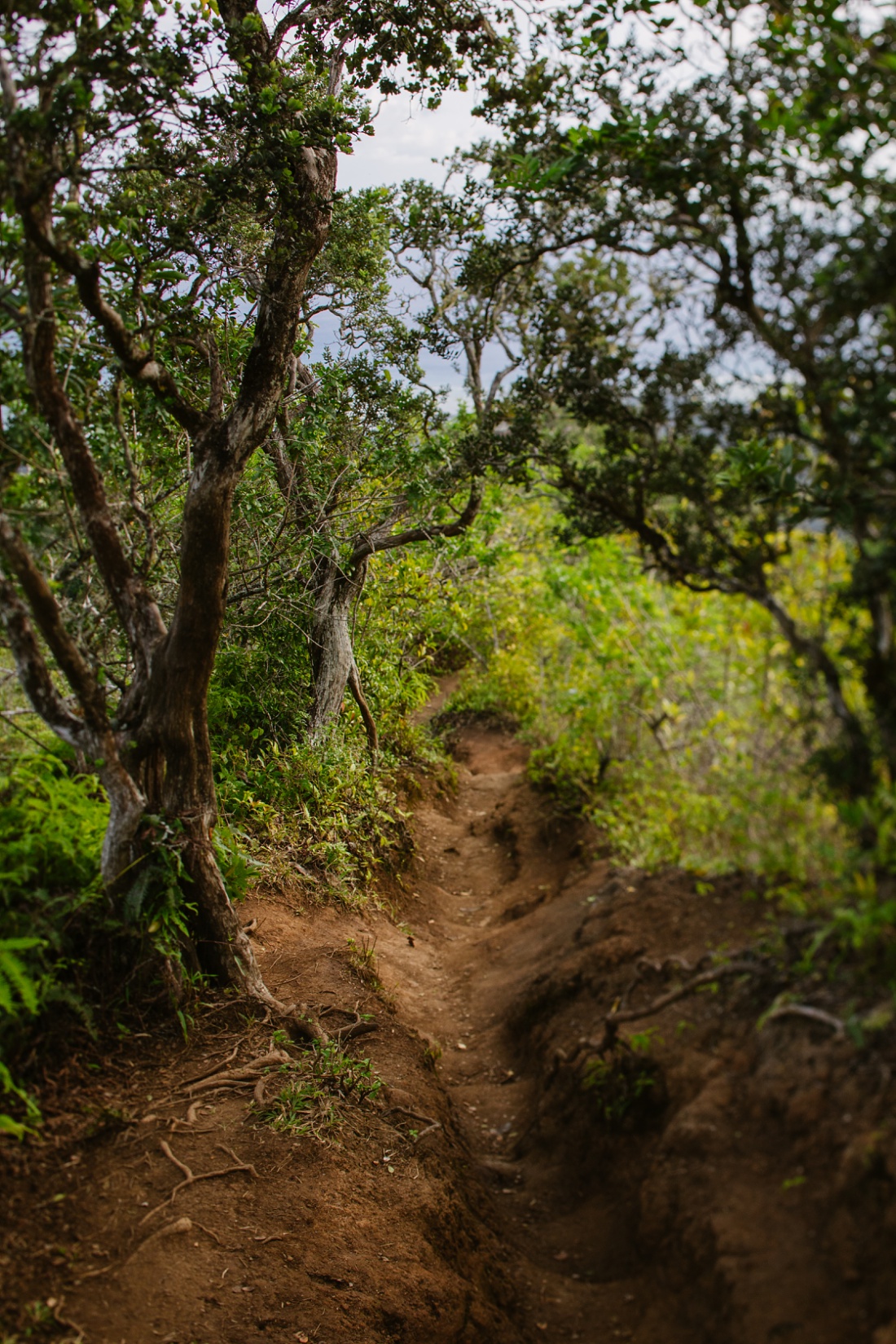 red dirt along the Kuliouou hike